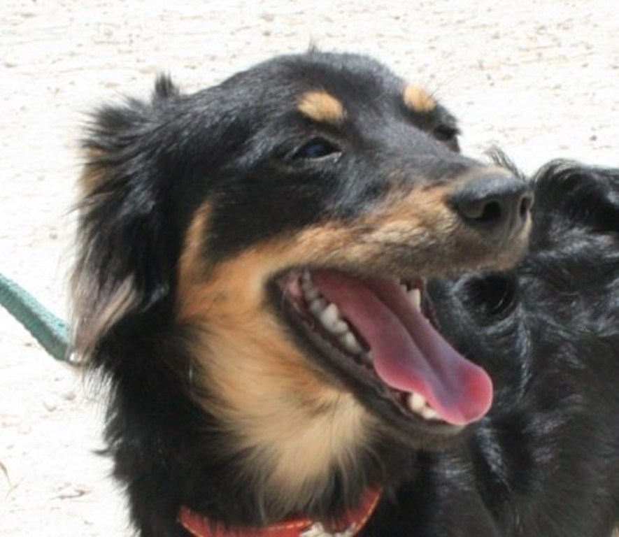 Shelly2Profil