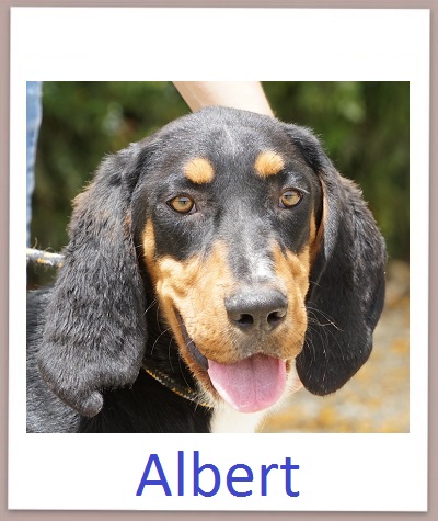 Albert prof