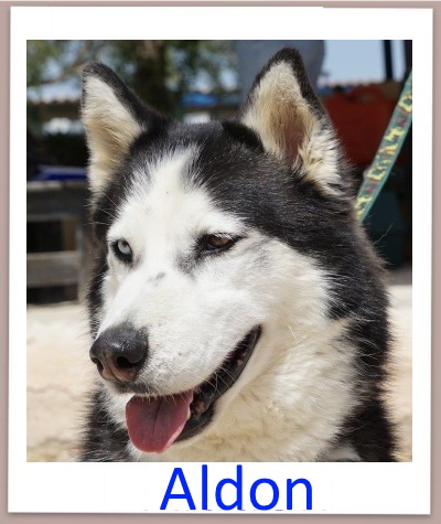 Aldon prof