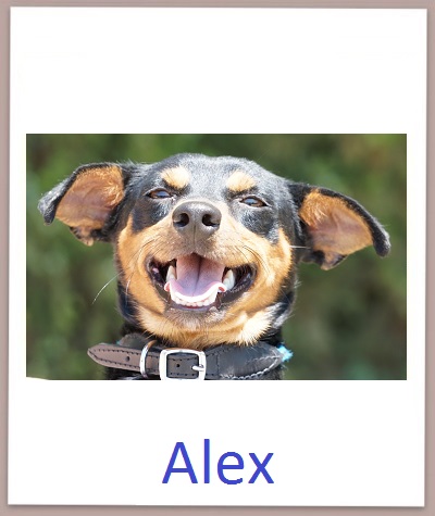 Alex prof