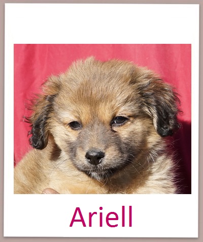 Ariell prof