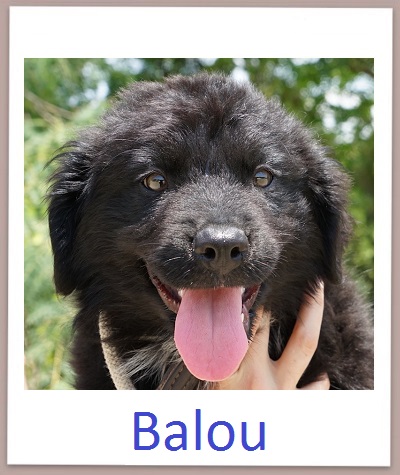 Balou prof