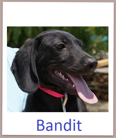 Bandit prof