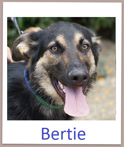Bertie prof