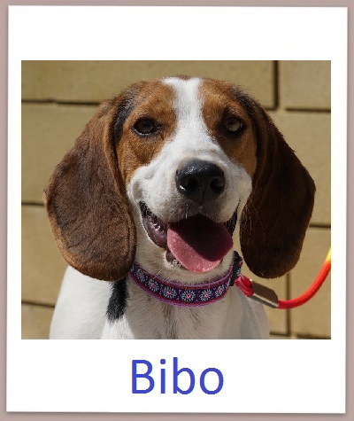 Bibo prof