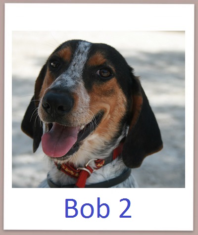 Bob2 prof