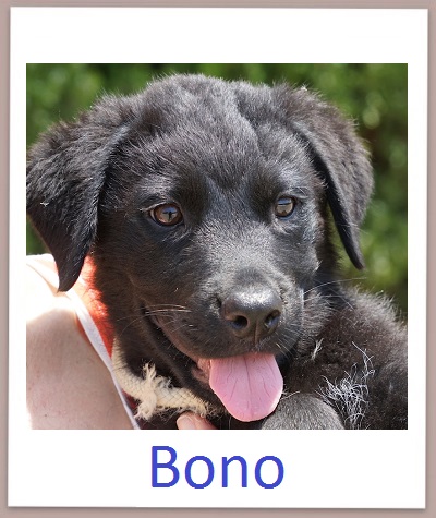 Bono prof