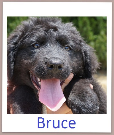 Bruce prof