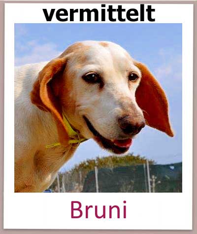 Bruni Tierschutz Hund Zypern vermittelt n