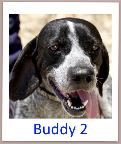 Buddy2 prof n