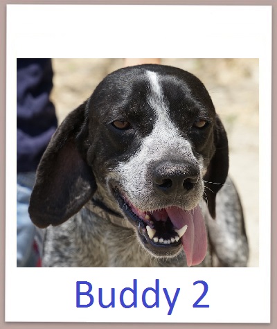 Buddy2 prof