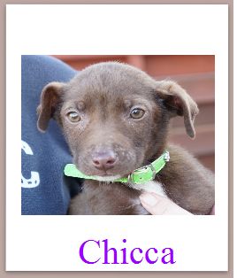 Chicca mini