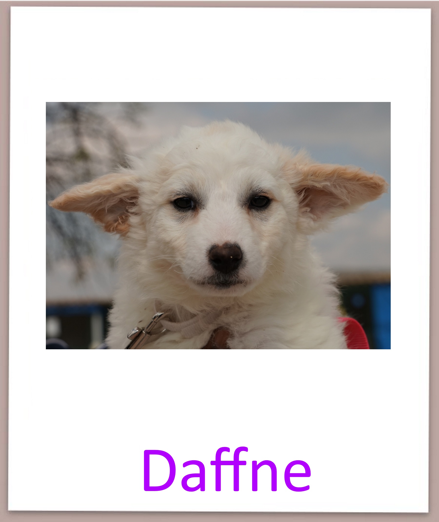 Daffne prof