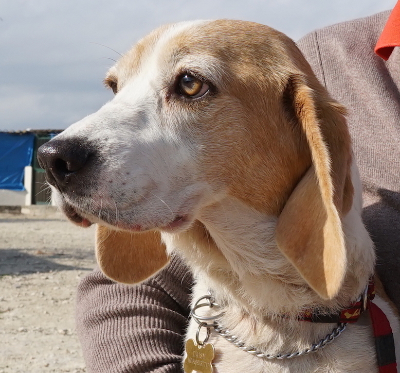 Daisy2Profil