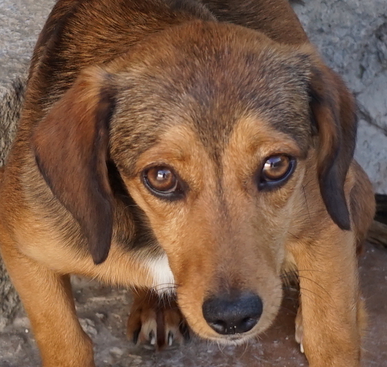 DaisyProfil