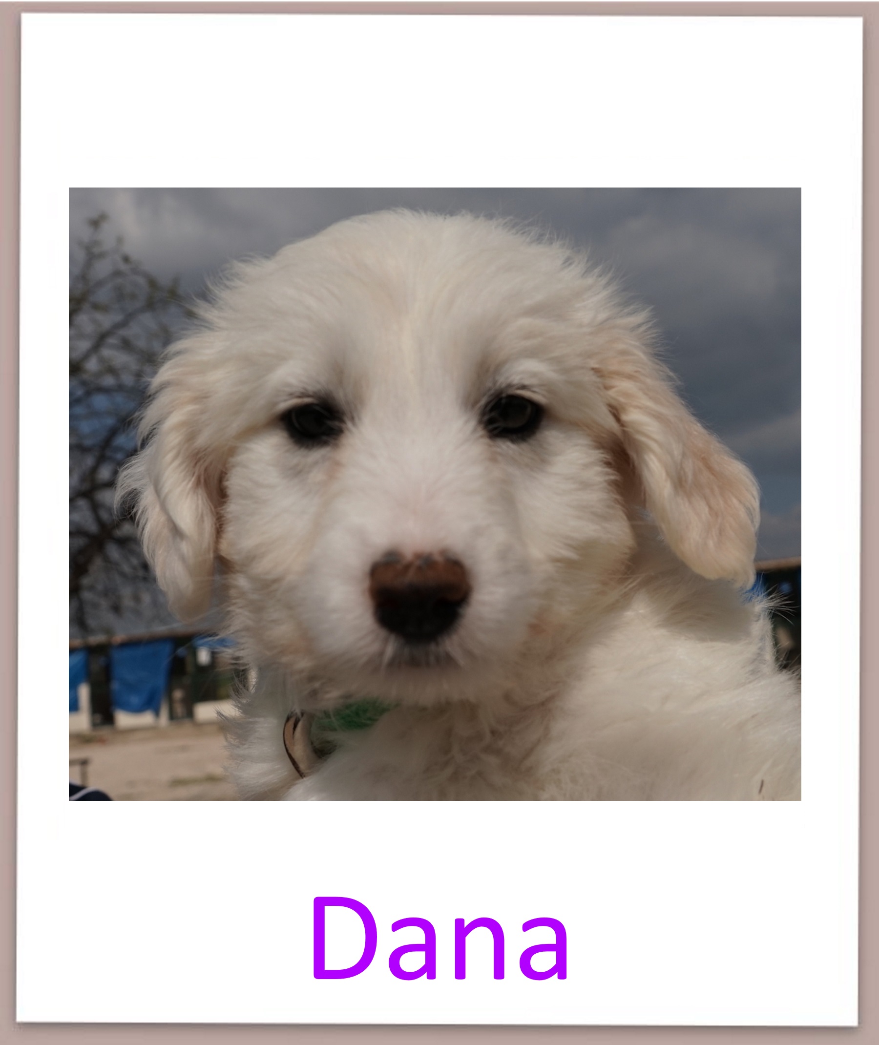 Dana prof