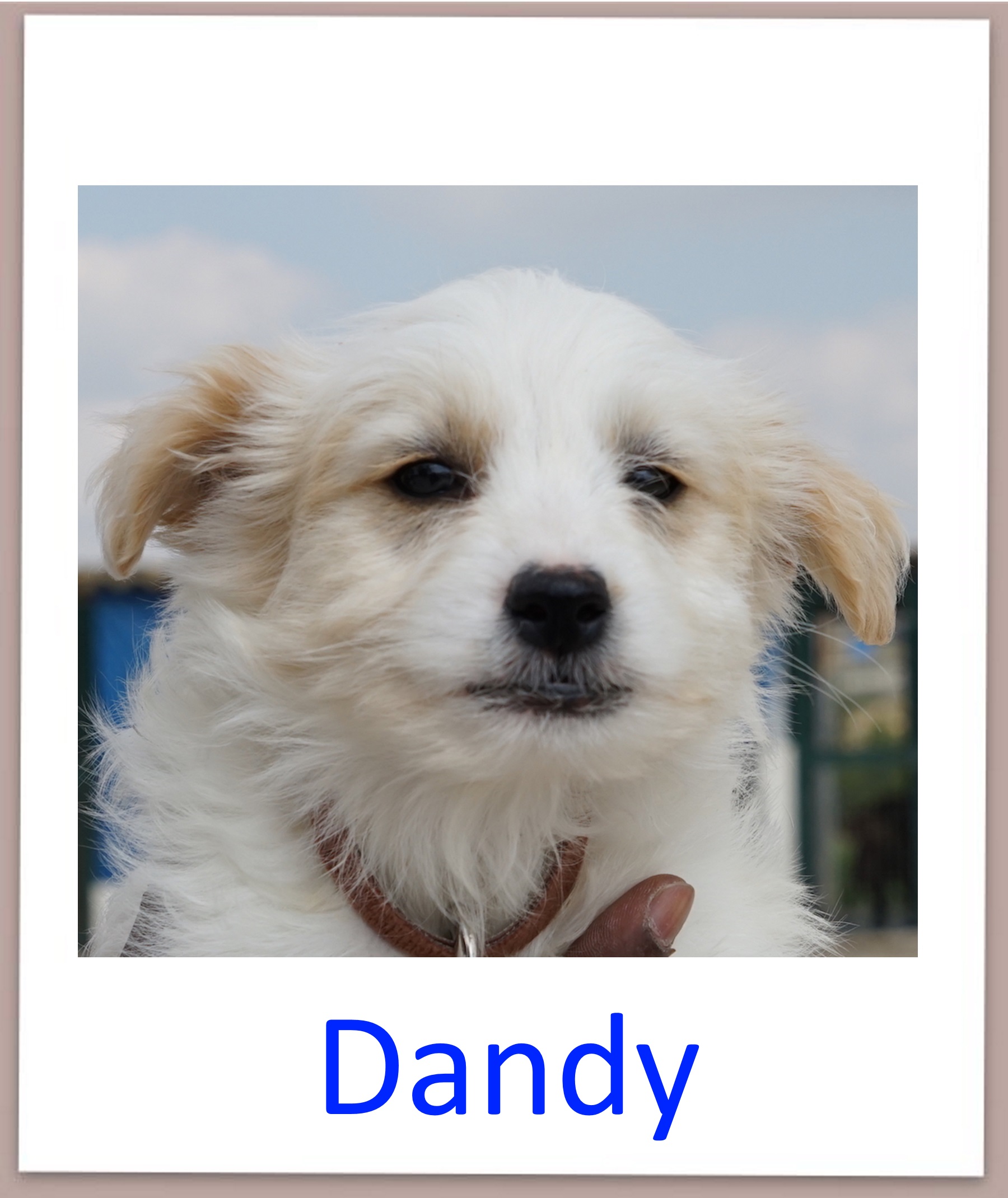Dandy prof