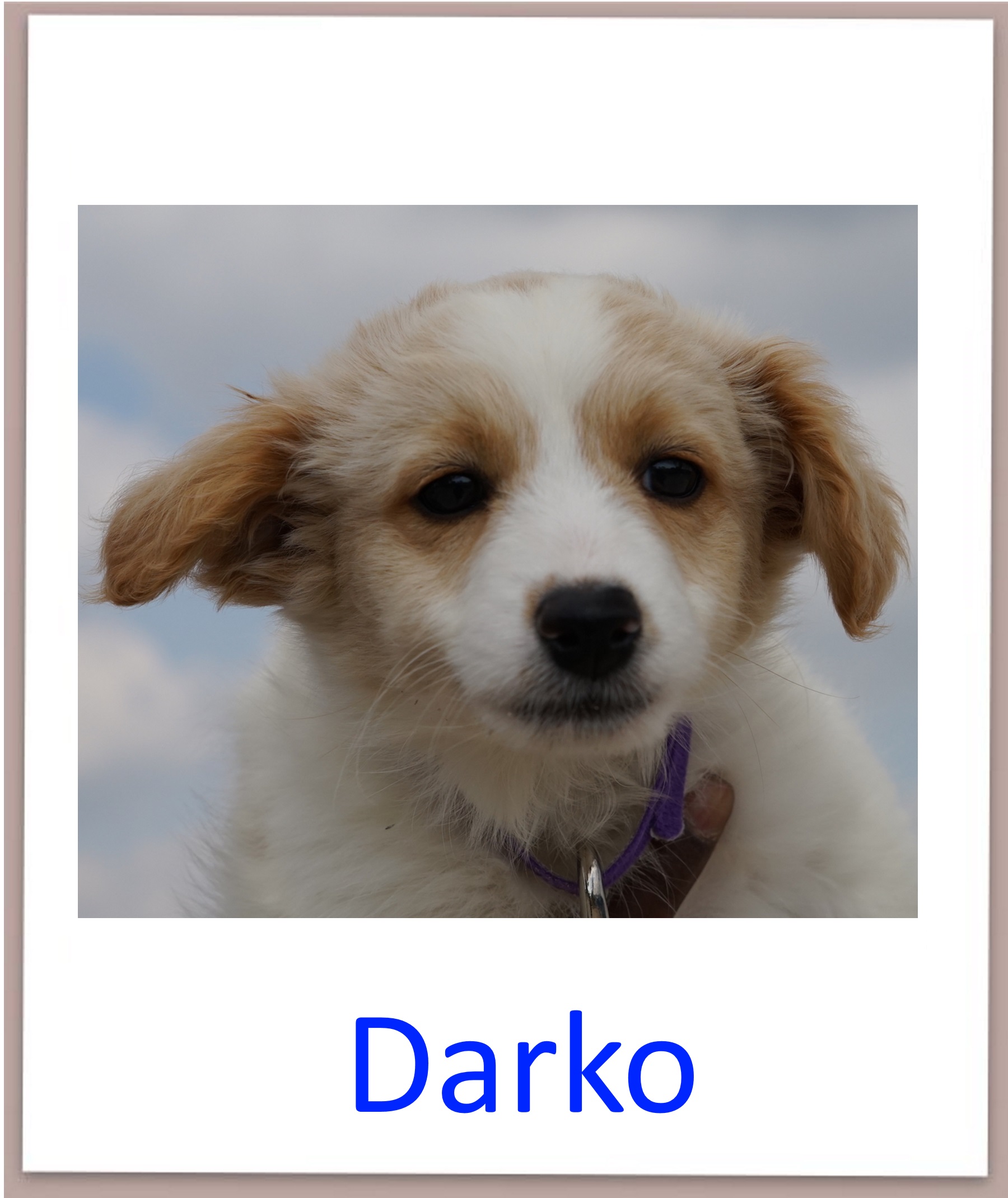 Darko prof