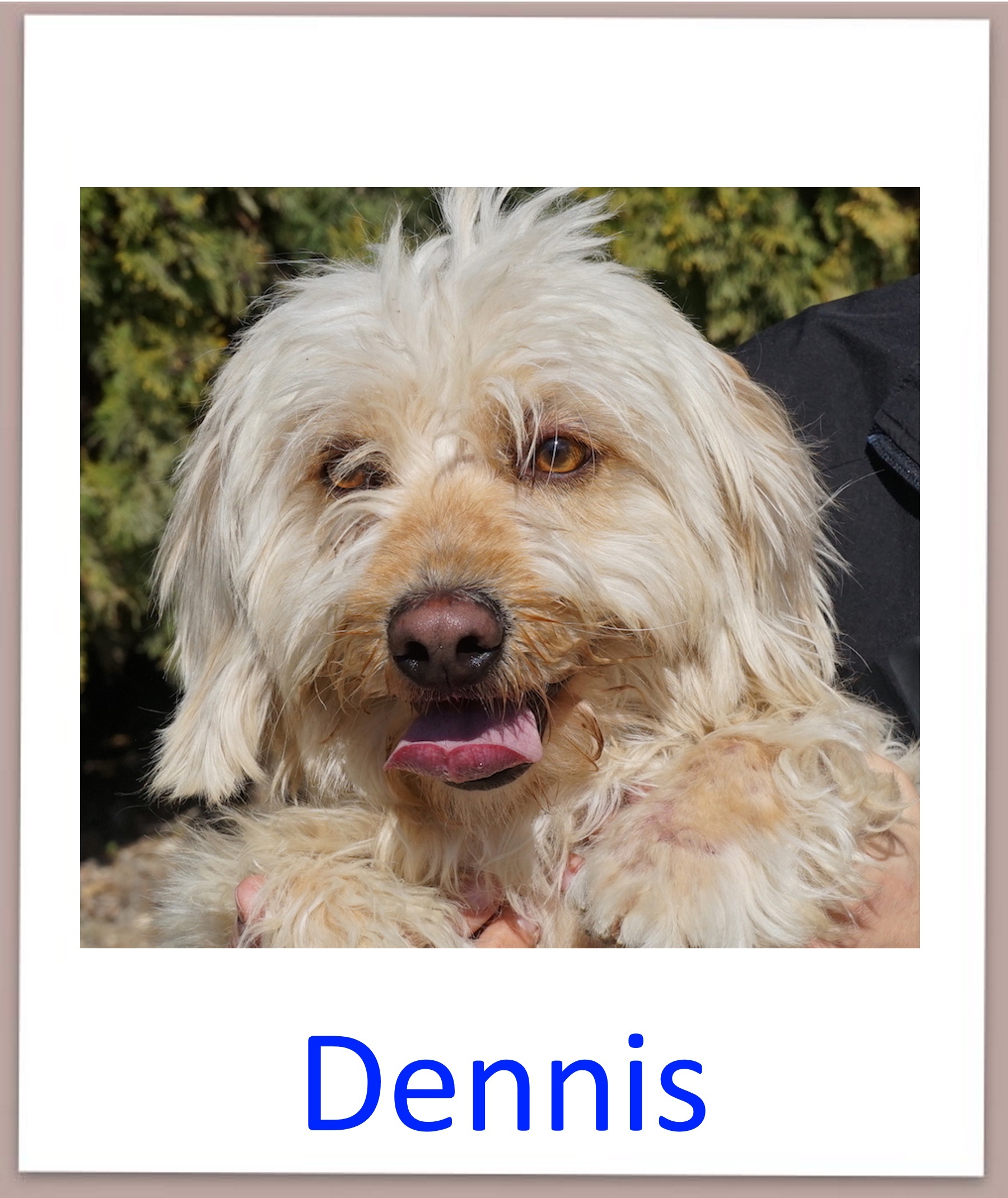 Dennis prof