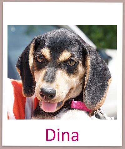 Dina prof