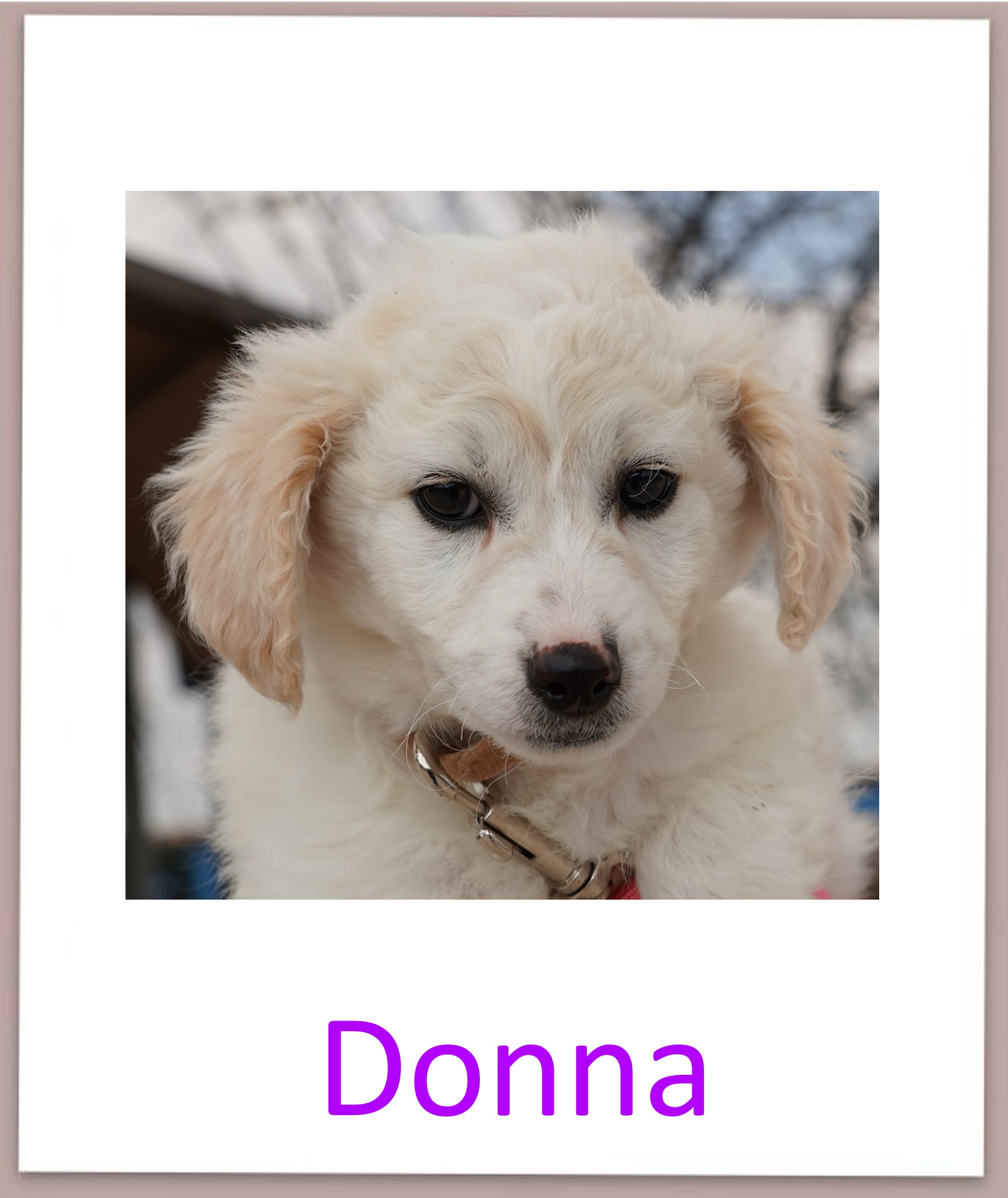 Donna prof