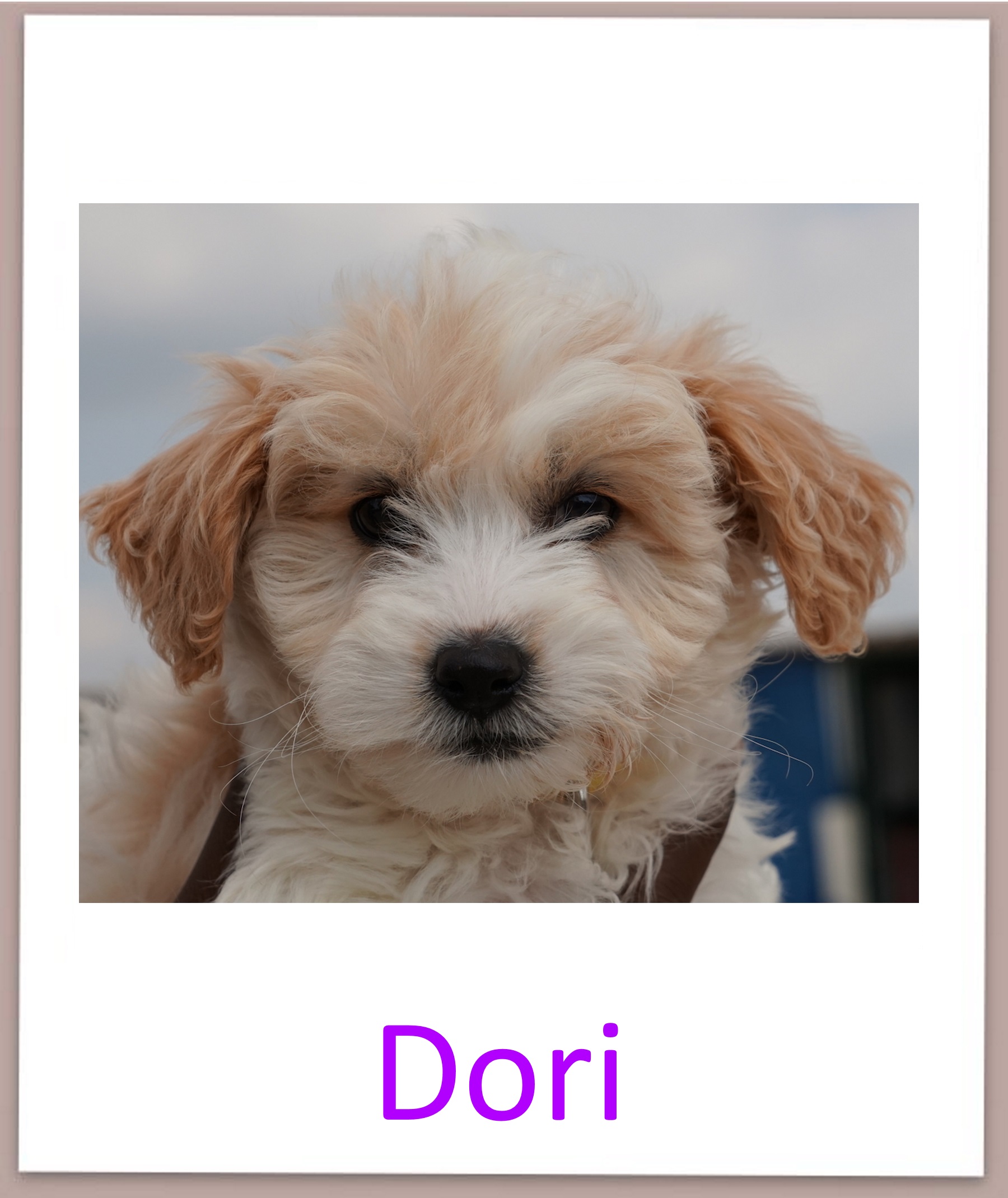 Dori prof