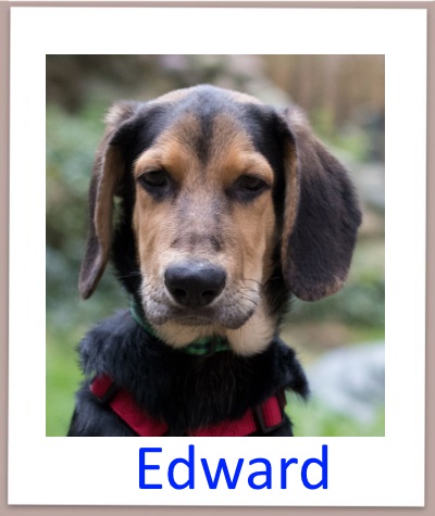 Edward prof n