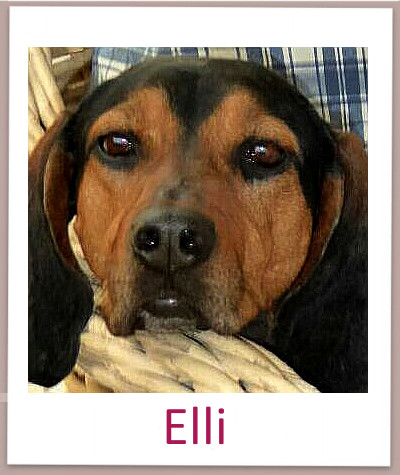Elli prof n