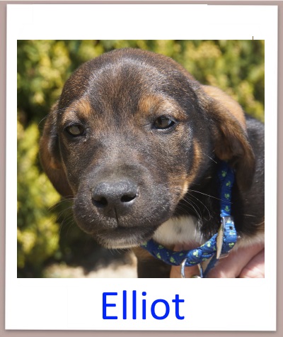 Elliot prof