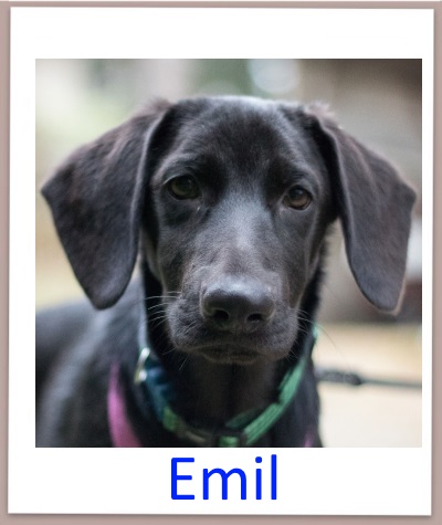 Emil prof n