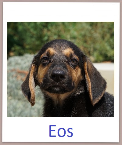 Eos prof