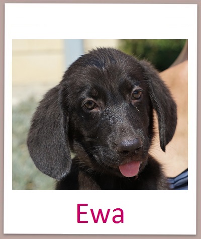 Ewa prof