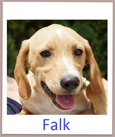 Falk prof