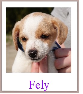 Fely mini