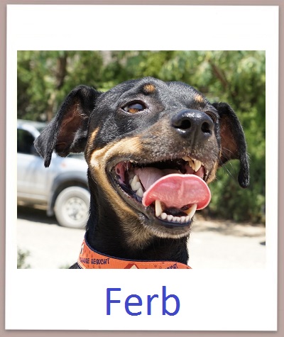 Ferb prof