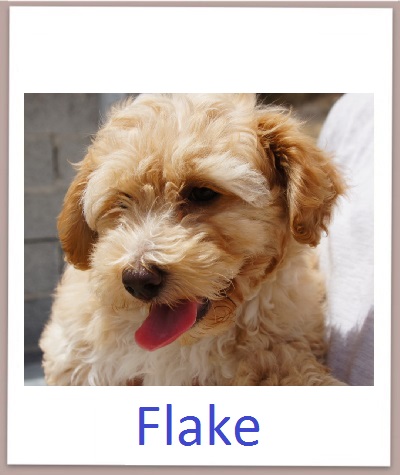 Flake prof