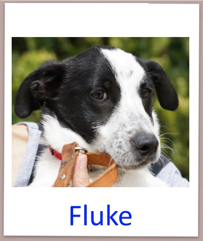 Fluke prof