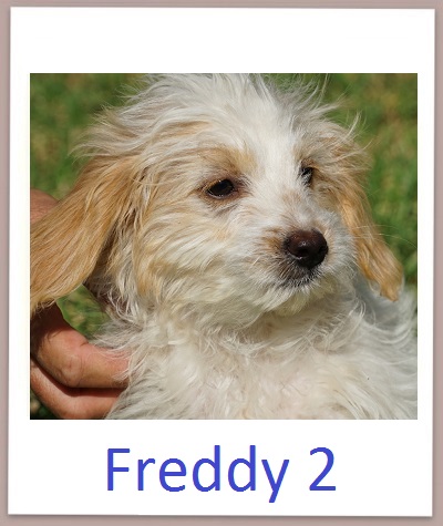 Freddy2 prof