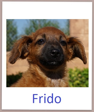 Frido prof