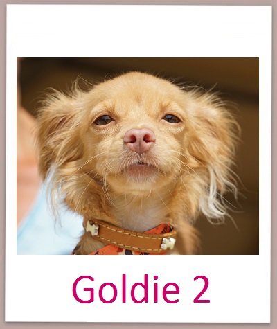 Goldie2 prof