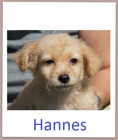 Hannes prof