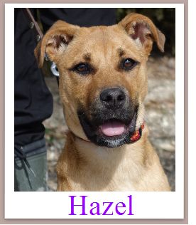 Hazel mini