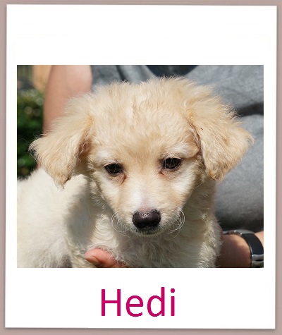 Hedi prof