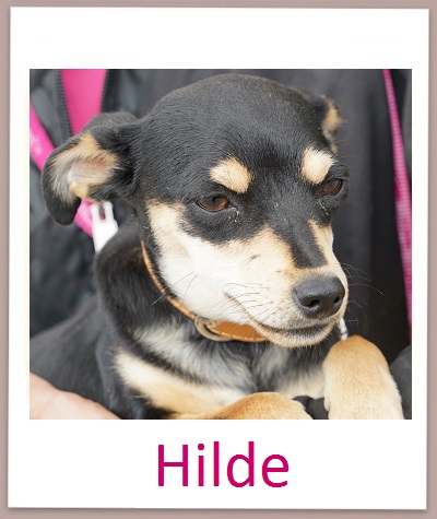Hilde prof