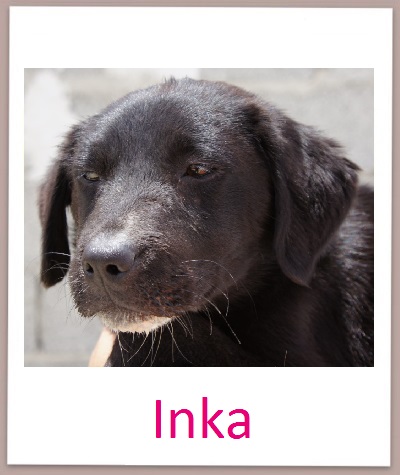 Inka prof