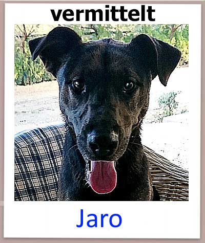Jaro aus dem Tierheim auf Zypern hat seine Familie in Deutschland gefunden.