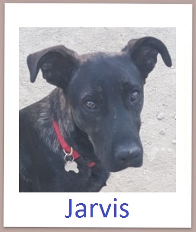 Jarvis prof n