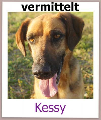 Kessy Tierschutz Zypern Hund vermittelt 2