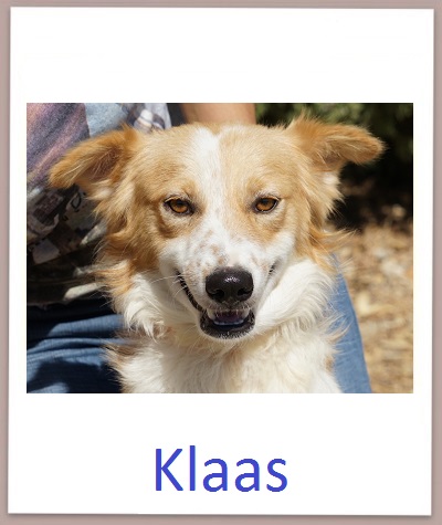 Klaas prof