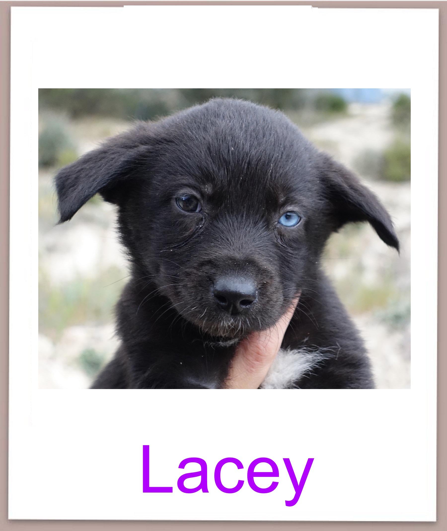 Lacey prof